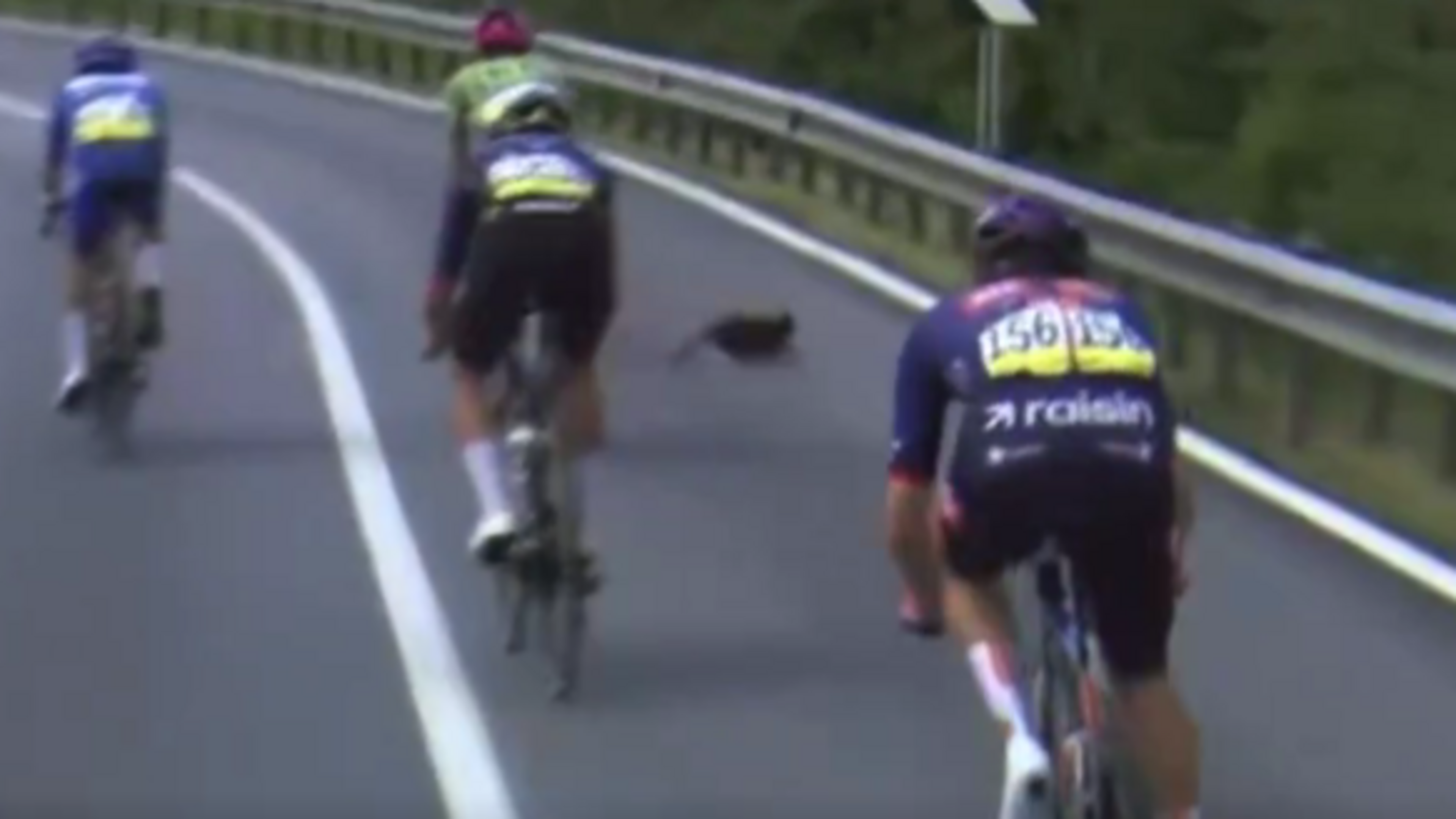 VIDEO Ongeluk voor de kopgroep? Giro-renners kunnen zwarte kat maar net ontwijken